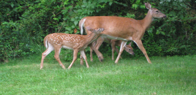 backyard_deer