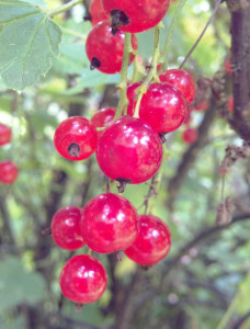 red_currant