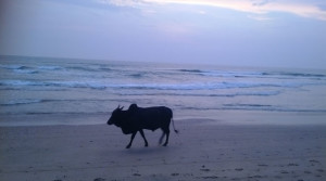 Goa beach_going_home