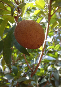Chico or sapodilla fruit
