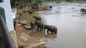 _Elephants3