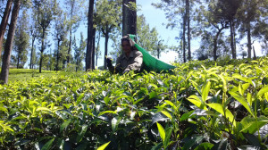 _tea plantation