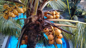 _king coconut