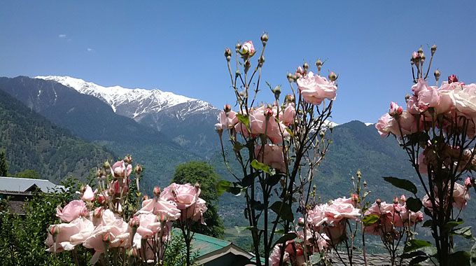Roses&snow_Naggar_India