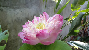 Lotus flower in our garden