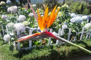 This flower looks like an exotic bird