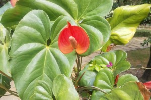 Red calla flower