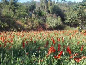Gladiolus field